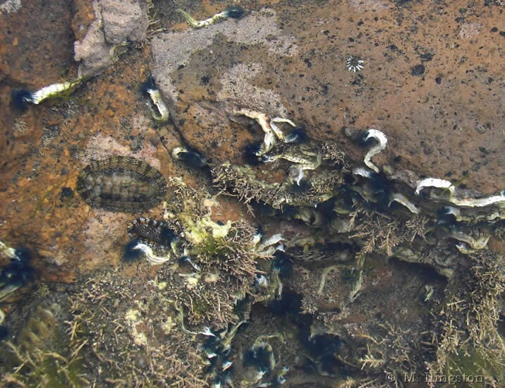 Just some ordinary tidal pool