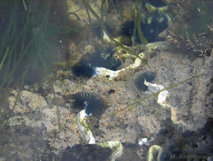 Serpulidae, probably Pomatoceros caeruleus