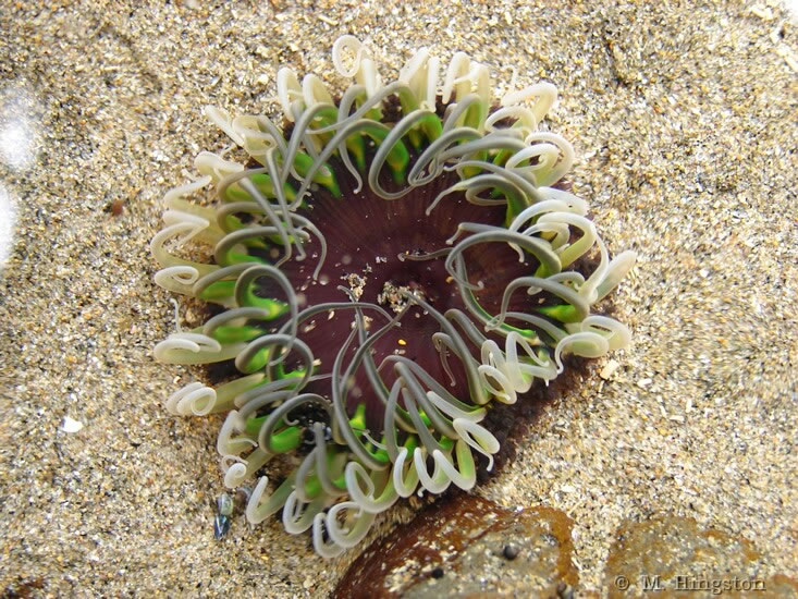 Sea dahlia - Isocradactis magna?