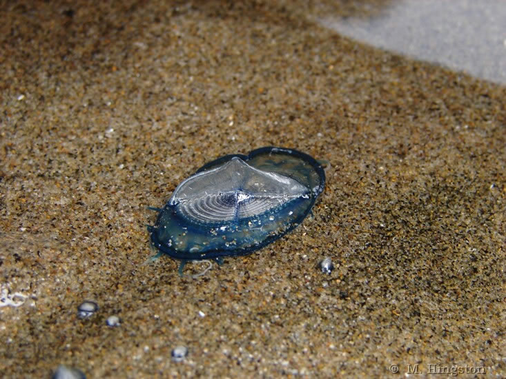 Velella velella -By the wind sailor