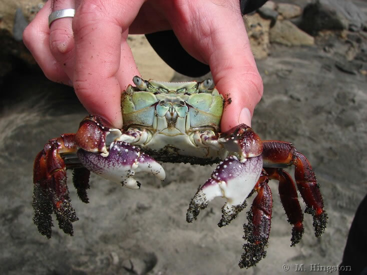 Purple Rock Crab - Leptograpsus variegatus