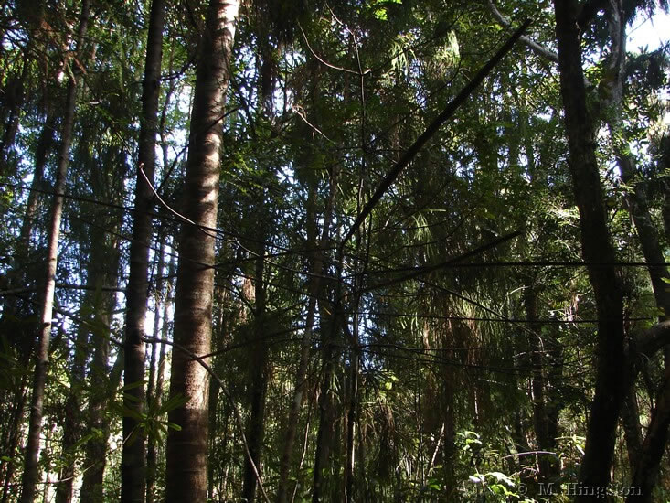 in the woods over beyond the Auckland City walk