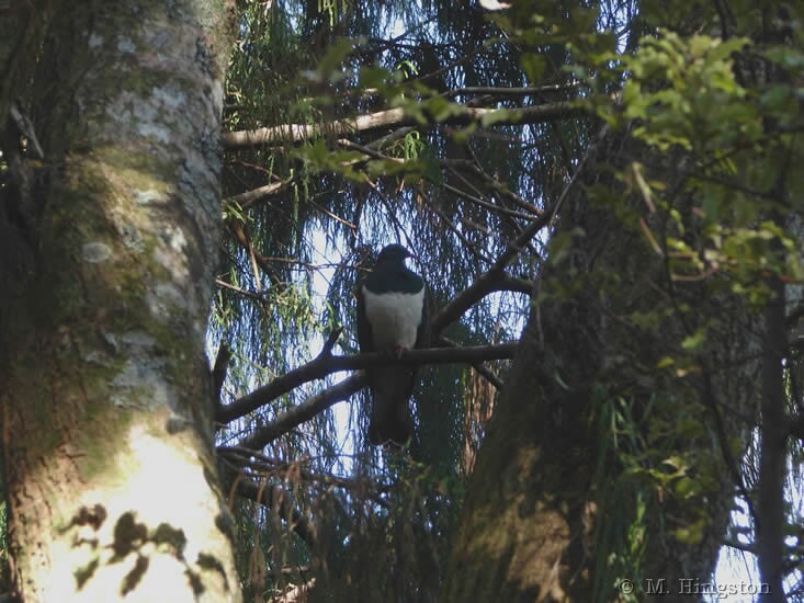 Kereru