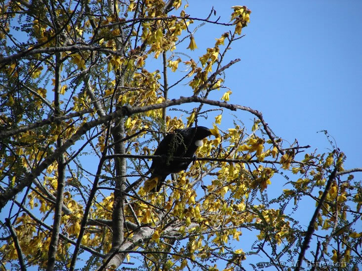 Prosthemadera novaeseelandiae - Tui feeding on ...?