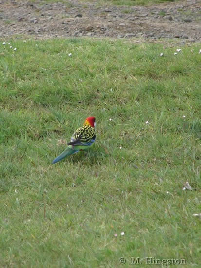 Eastern Rosella - Platycercus eximius