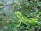 Kakariki, the common green gecko - Naultinus elegans (77kb)