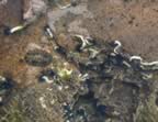 Just some ordinary tidal pool (123kb)