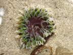 Sea dahlia - Isocradactis magna? (174kb)