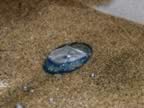 Velella velella -By the wind sailor (121kb)