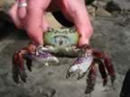 Purple Rock Crab - Leptograpsus variegatus (77kb)