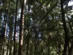 in the woods over beyond the Auckland City walk (169kb)