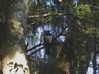 Kereru (91kb)