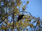 Prosthemadera novaeseelandiae - Tui feeding on ...? (174kb)