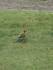 Eastern Rosella - Platycercus eximius (62kb)